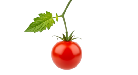 Single ripe red tomato with green stem and leaves fruit vegetable Vector illustration of isolated on a transparent background