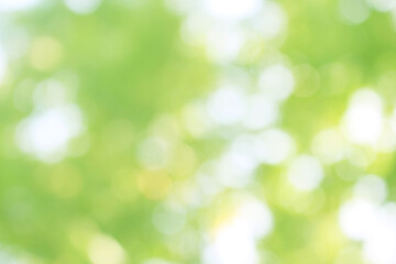 Green nature bokeh, Subtle background in abstract style for graphic design