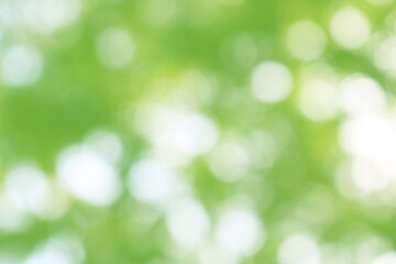 Green nature bokeh, Subtle background in abstract style for graphic design