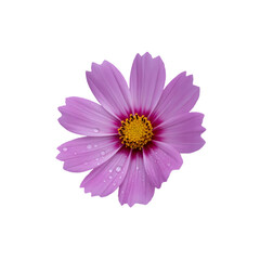 Vibrant pink cosmos flowers blossom beautifully against a clean white background, showcasing their delicate petals and intricate floral details