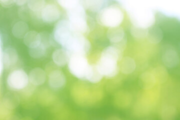 Obraz premium Green nature bokeh, Subtle background in abstract style for graphic design