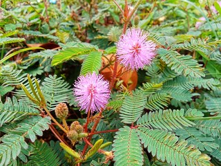 Pink mimosa flower are very beautiful