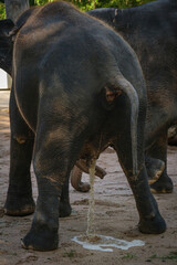 Back of an elephant animal with pssing stream