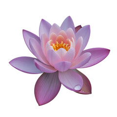 A pink lotus blossom with purple petals floats on the water, a beautiful aquatic flower isolated on white