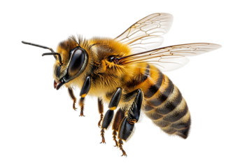 Detailed Macro Shot of a Honey Bee in Flight on Black Background insect Vector illustration of isolated on a transparent background
