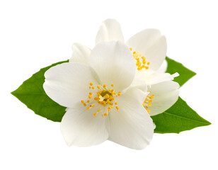Obraz premium Realistic Jasmine Flower on White Background