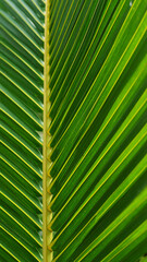 Intricate patterns and vibrant hues of a tropical coconut palm leaf texture