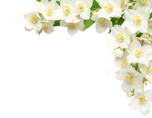 Obraz premium Elegant Jasmine Flowers with Light Sparkles