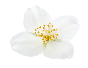 Fototapeta premium Realistic Jasmine Flower with Soft Glow and Drop Shadow