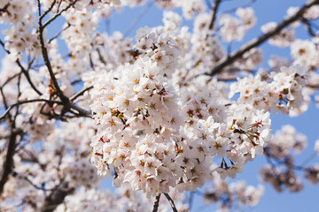Cherry Blossom in Full Bloom, Spring Nature Background