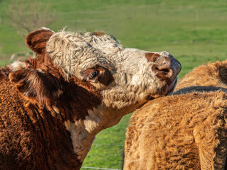 Cow Puts Its Chin On Other Cows Back