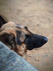 Fototapeta premium Side profile close-up of a German Shepherd dog looking alert outdoors