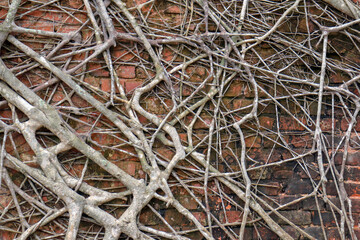 Intricate Network of Climbing Plant Roots Adorning a Textured Brick Wall Surface Andaman and Nicobar Island 