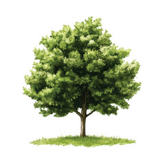 Fototapeta premium A water color Detailed Vector Illustration of a Lush Green Tree with Leaves on Transparent Background in vector file 
