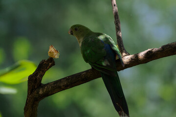 the female king parrot is perched on a branch eating