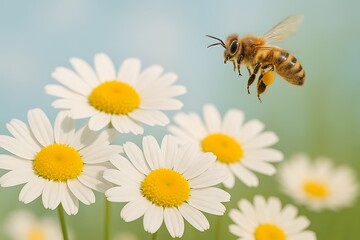 Obraz premium Honeybee flying towards a cluster of white daisies in a meadow