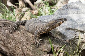 this is a close up of a lace lizard