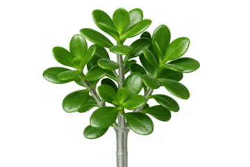 Close-up of a jade plant with vibrant green leaves, isolated on a transparent background, perfect for nature and design projects