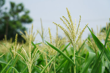 greenish Corn field