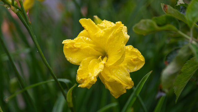 Yellow daylily flower in the garden.