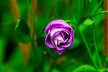 flowers on colorfull background -