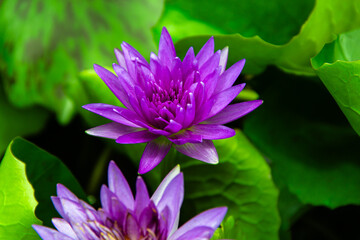 Purple water lily in pond with grass in the tropical garden.