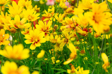 very pretty colorful autumn garden chrysanthemum flower