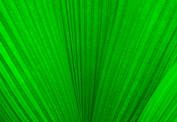 Green palm leaves lines and textures