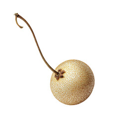 Kiwi Fruit Still Life