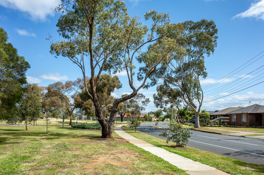 Suburban street in Werribee, Melbourne, Australia, lined with mature eucalyptus trees beside a grassy public reserve. A concrete footpath runs parallel to the road, a quiet and spacious public space 