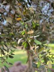olives on tree