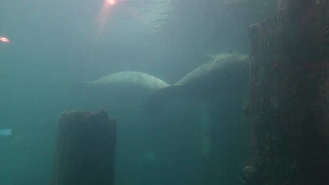 odobenus rosmarus the walrus rests in its icy habitat showcasing its long tusks thick skin and unique arctic marine presence 