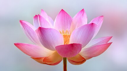 A beautiful pink lotus flower in full bloom with soft lighting and a subtly blurred pastel background