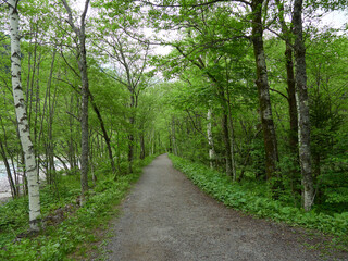 Fototapeta premium 夏の観光名所上高地の森と散策道の風景
