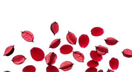 Red petals scatter for romantic occasions isolated PNG with Transparent Background