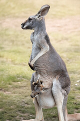 the female red kangaroo has a joey in her pouch