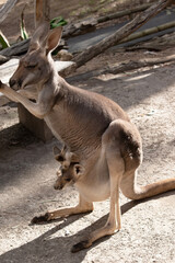 the red kangaroo has a joey in his pouch
