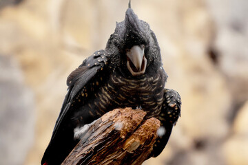 this is a close up of a female red tailed cockatoo
