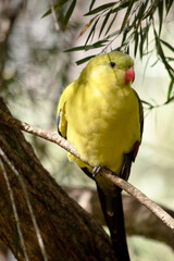 the female regent parrot is perched on a tree branch