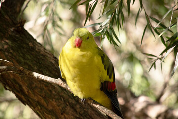 the regent parrot is perched on a tree branch