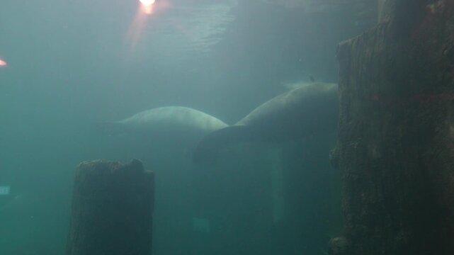odobenus rosmarus the walrus rests in its icy habitat showcasing its long tusks thick skin and unique arctic marine presence