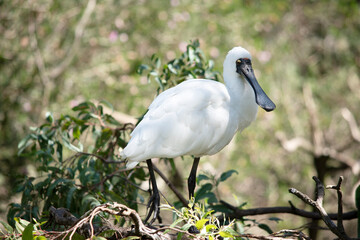the royal spoonbill is perched on top of a tree
