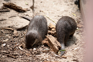 the two Asian small clawed otters are searching for food