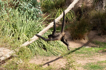 the young black handed spider monkey is playing swinging on a rope
