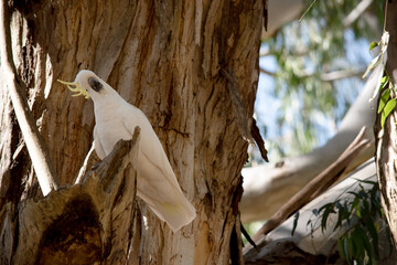 the sulphur crested cockatoo is resting on a tree
