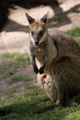 the swamp wallaby has a very small joey in its pouch