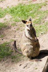 the swamp wallaby is standing in a field