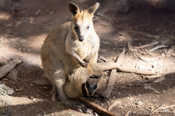 the swamp wallaby has a joey in her pouch