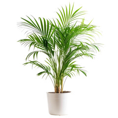 Fototapeta premium A vibrant palm plant in a white pot