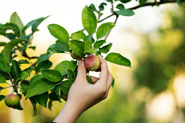 Child's hand reaches to pluck blush-red apple from leafy backyard branch, capturing an intimate...